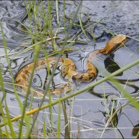 thumbnail for publication: Recognizing Florida's Venomous Snakes